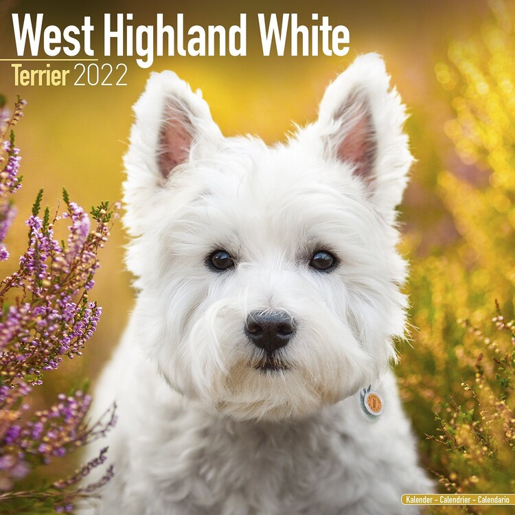 Calendrier 2027 West Highland Terrier