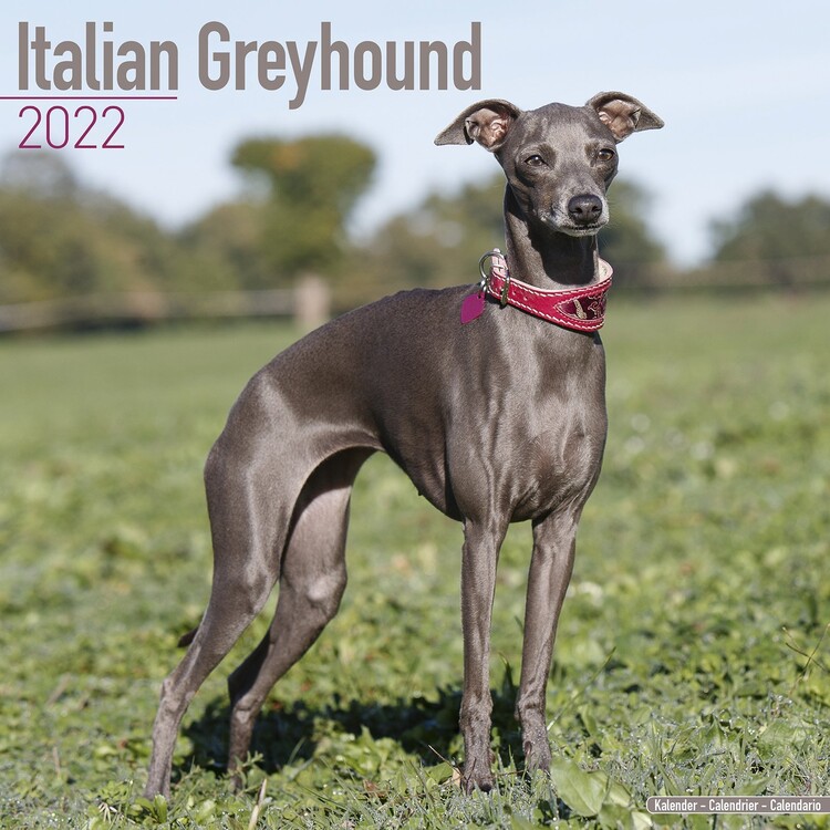 Calendario 2027 Italian Greyhound