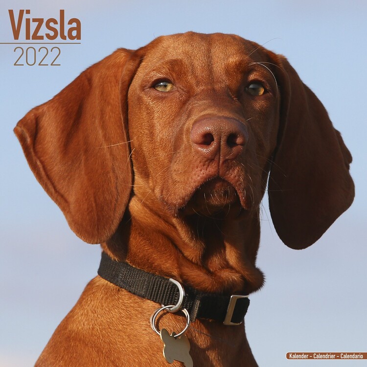 Calendario 2027 Vizsla