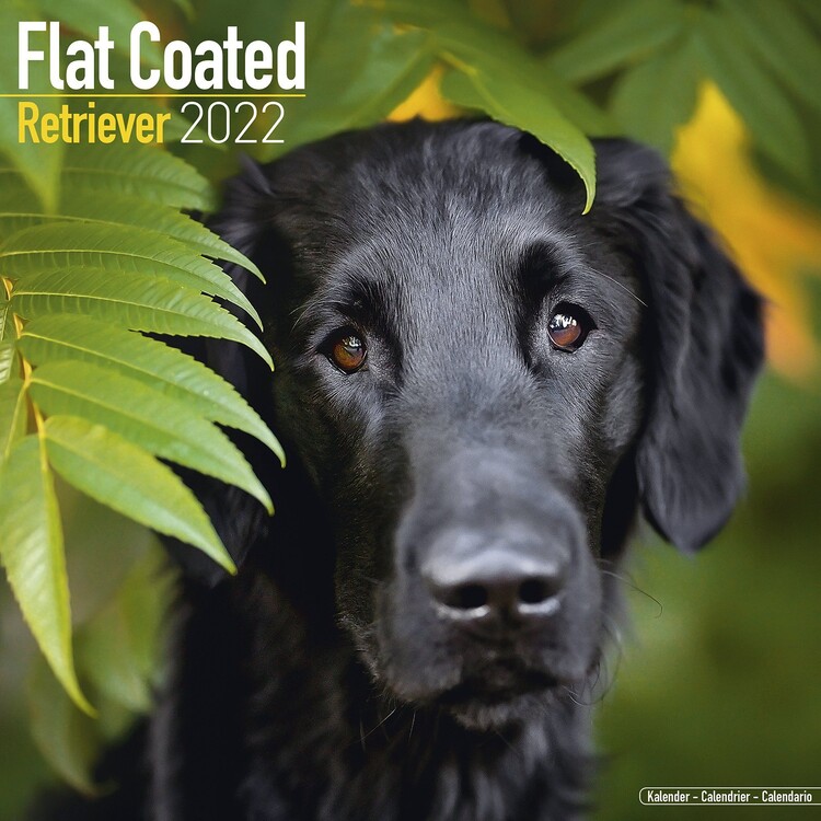 Naptár 2027 Flatcoated Retriever
