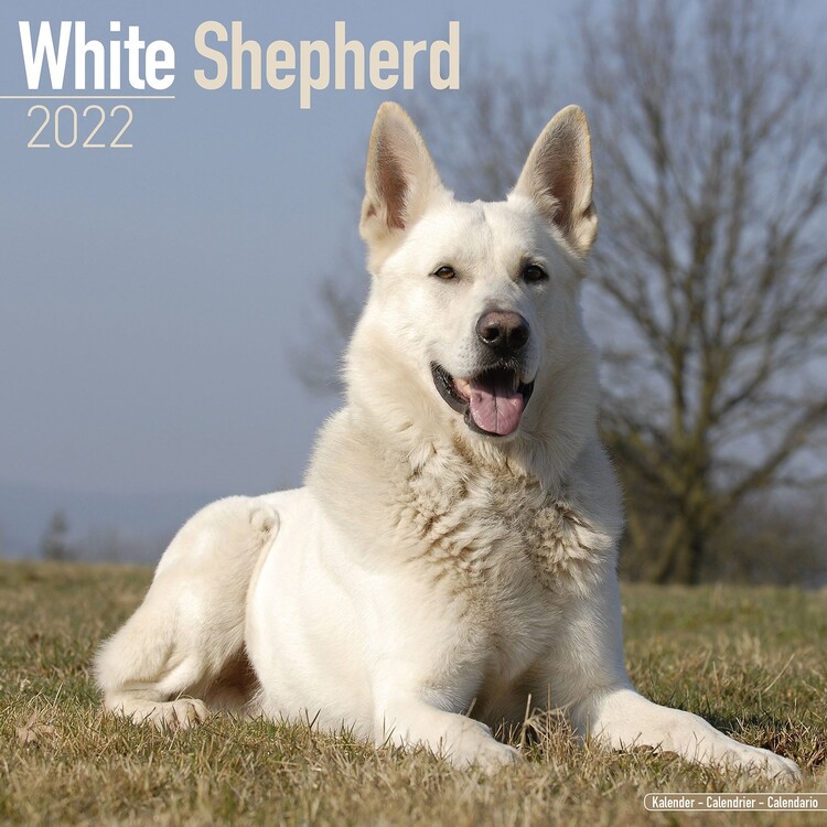 Naptár 2027 White Shepherd