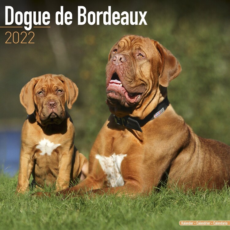 Kalender 2027 Dogue de Bordeaux