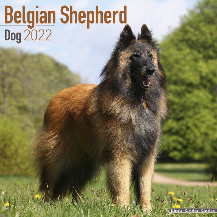 Naptár 2027 Belgian Shepherd Dog