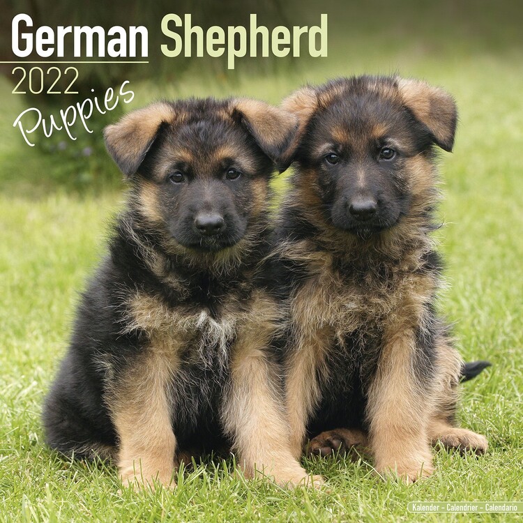 Calendrier 2027 German Shepherd - Pups