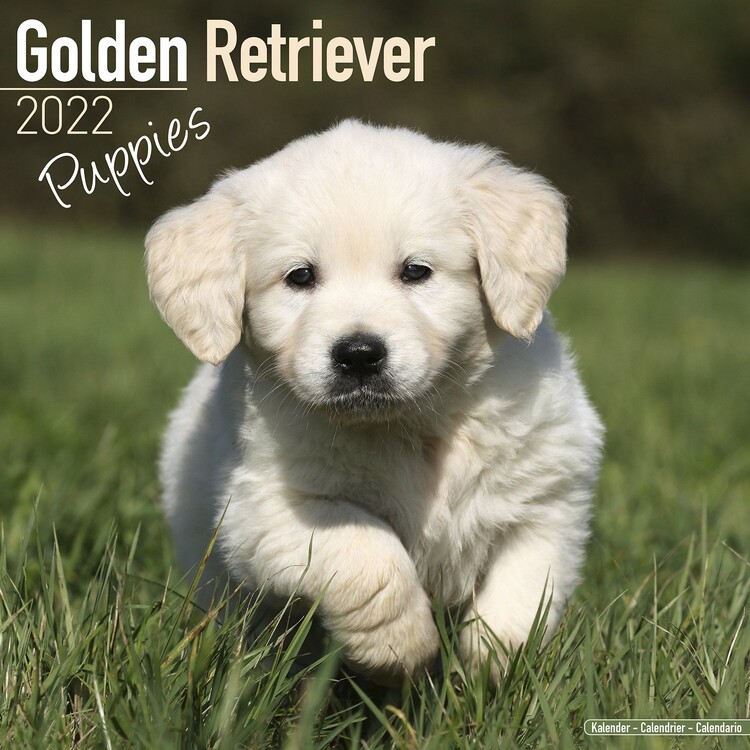 Kalender 2027 Golden Retriever - Pups
