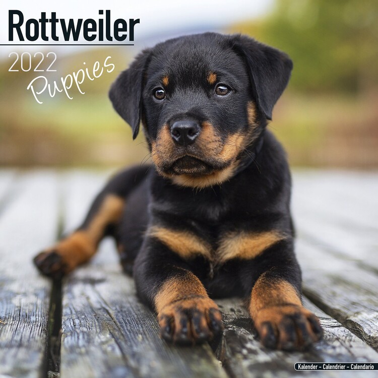 Calendrier 2027 Rottweiler - Pups