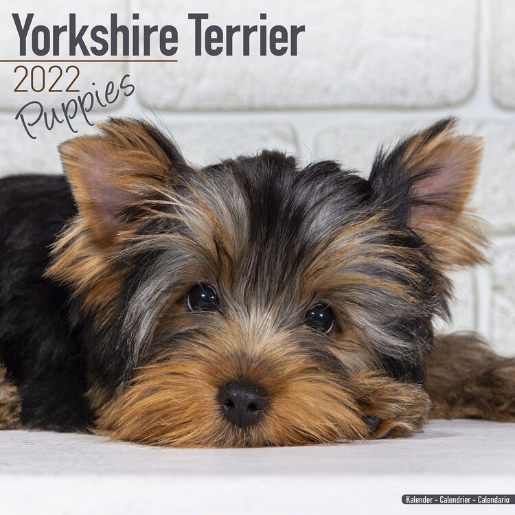 Kalender 2027 Yorkshire Terrier - Pups