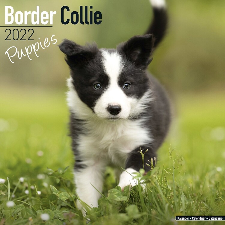 Naptár 2027 Border Collie - Pups