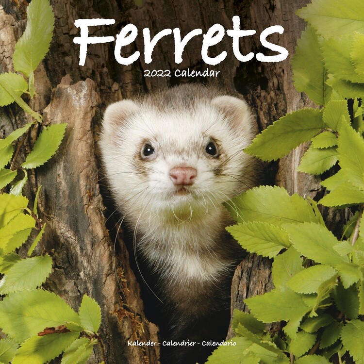 Naptár 2027 Ferrets