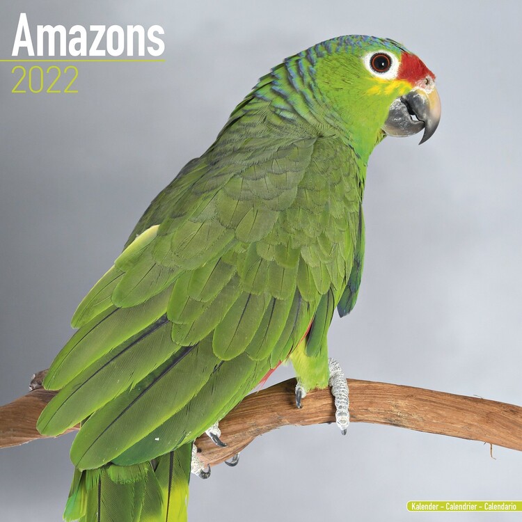 Naptár 2027 Amazons