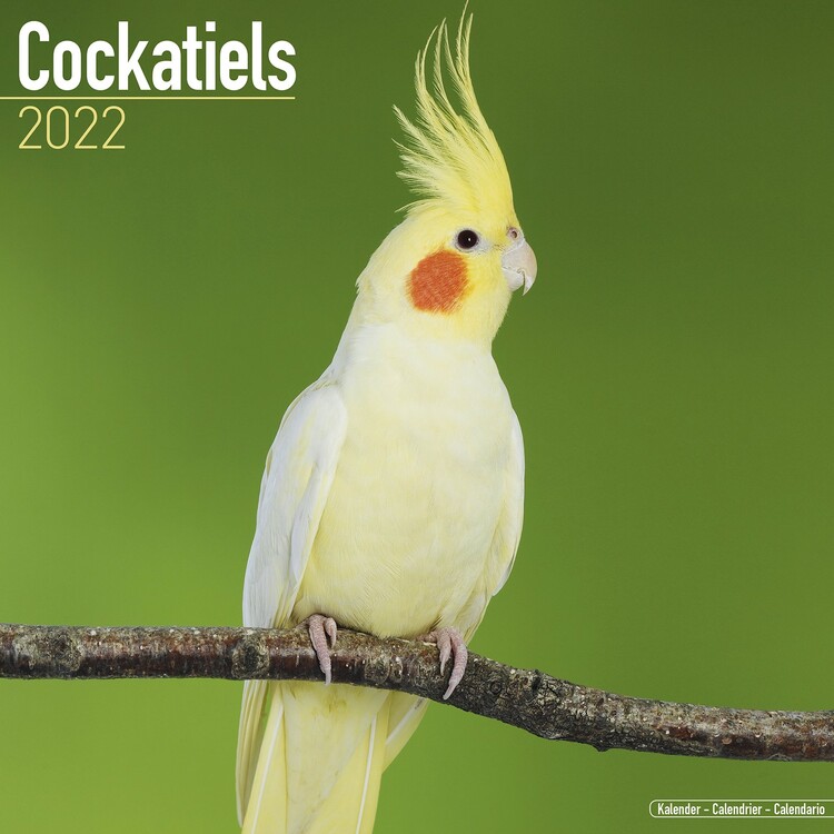 Calendar 2027 Cockatiels