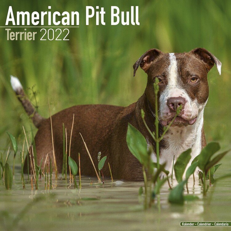 Kalendár 2027 Americký Pitbul teriér