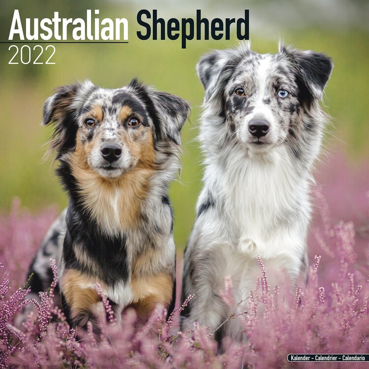 Naptár 2027 Australian Shepherd