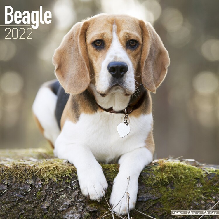 Kalender 2027 Beagle