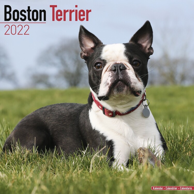 Naptár 2027 Boston Terrier