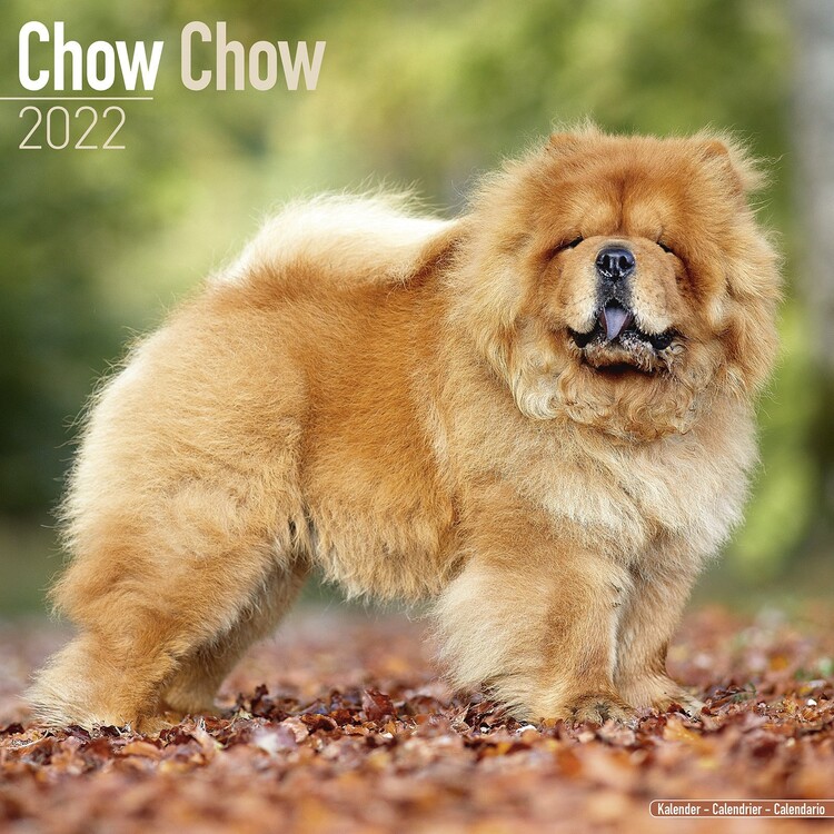 Naptár 2027 Chow Chow
