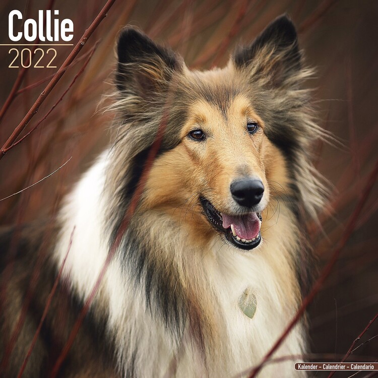 Naptár 2027 Collie