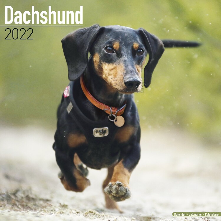 Kalender 2027 Dachshund