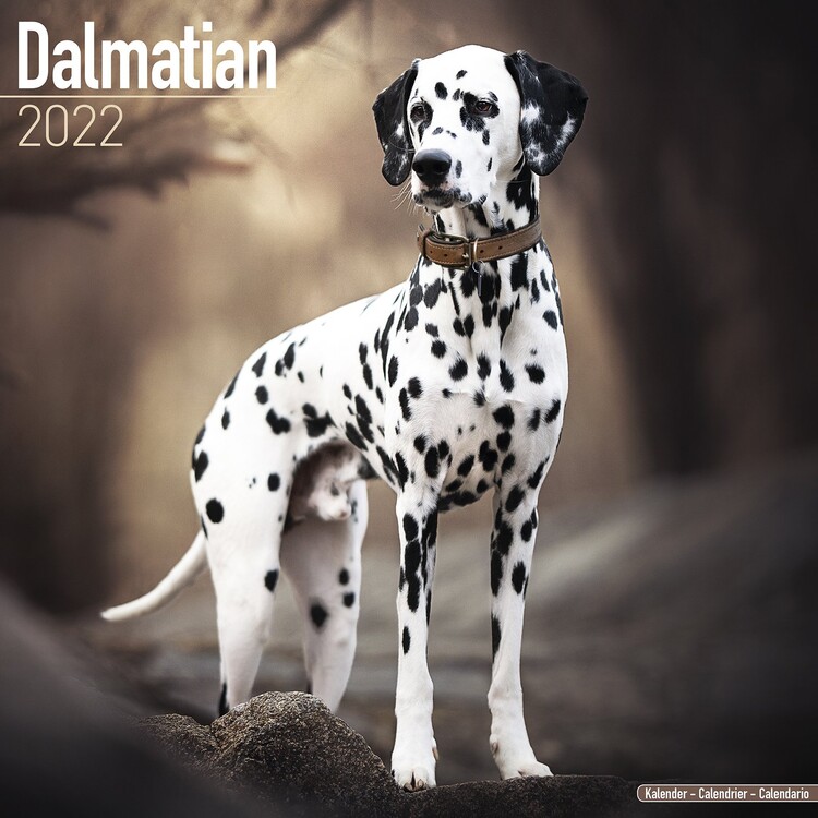 Kalendár 2027 Dalmatýn