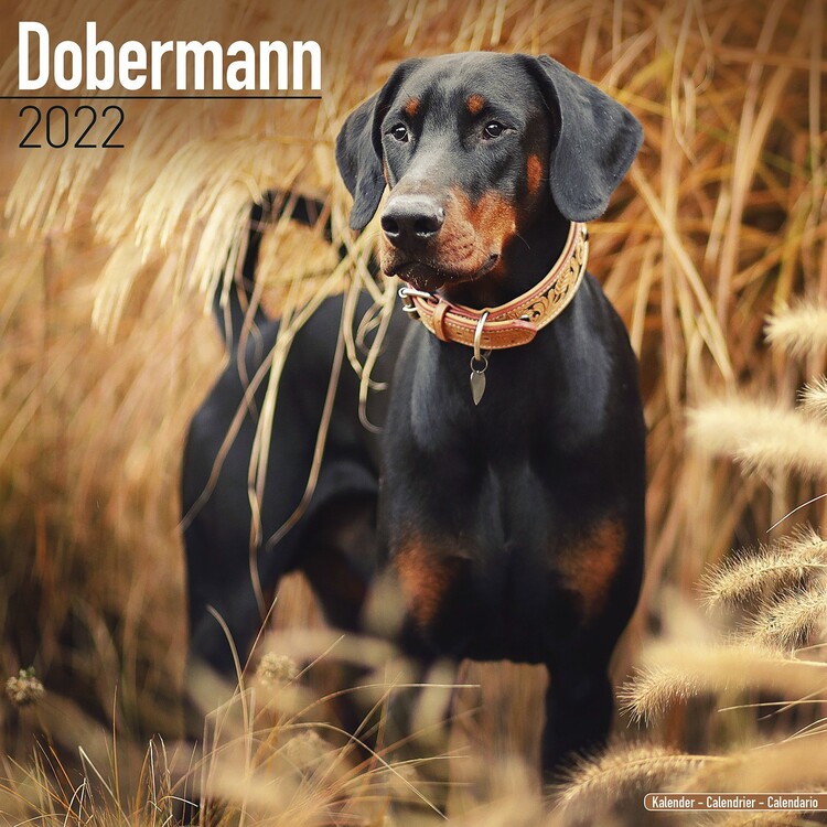Calendario 2027 Dobermann
