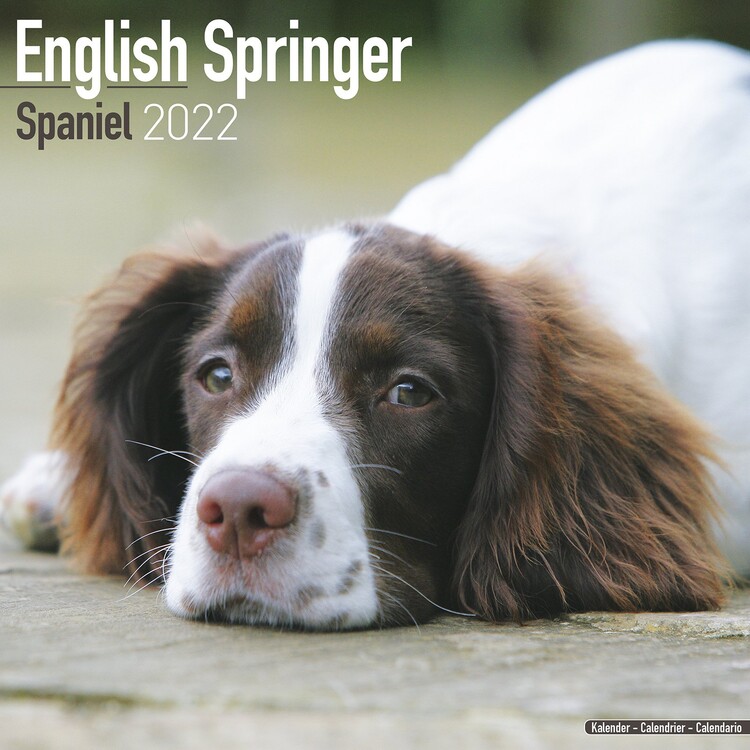 Calendrier 2027 Eng Springer Spaniel