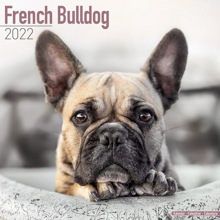 Calendario 2027 French Bulldog