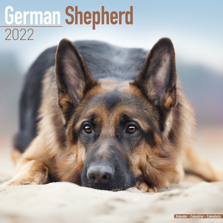 Kalender 2027 German Shepherd