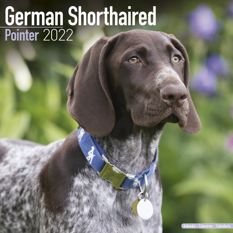 Naptár 2027 German ShortHair Pointer