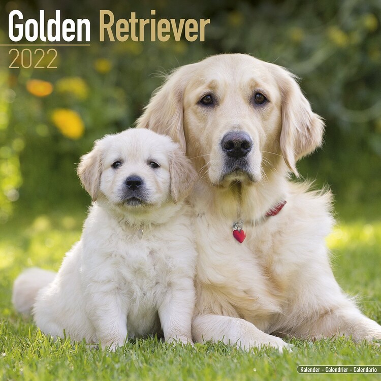 Calendario 2027 Golden Retriever