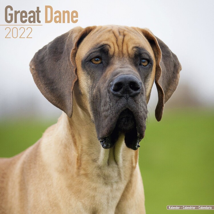Kalender 2027 Great Dane