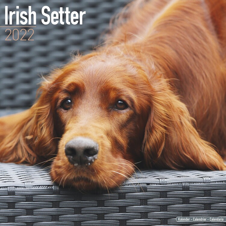 Naptár 2027 Irish Setter