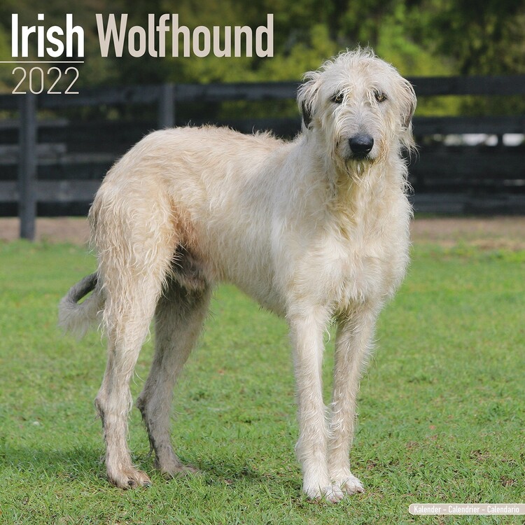 Naptár 2027 Irish Wolfhound