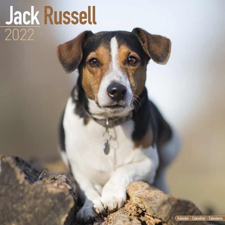 Naptár 2027 Jack Russell