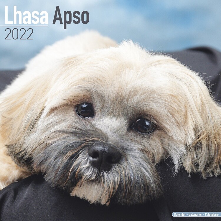 Kalender 2027 Lhasa Apso
