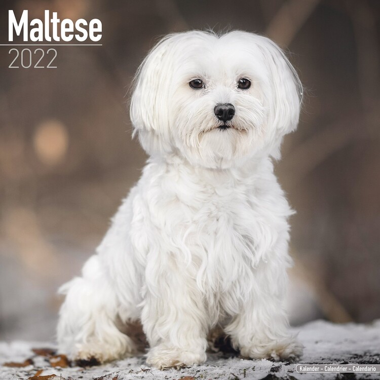 Naptár 2027 Maltese