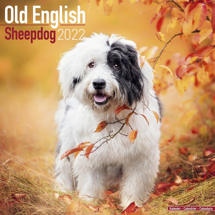 Calendario 2027 Old English Sheepdog