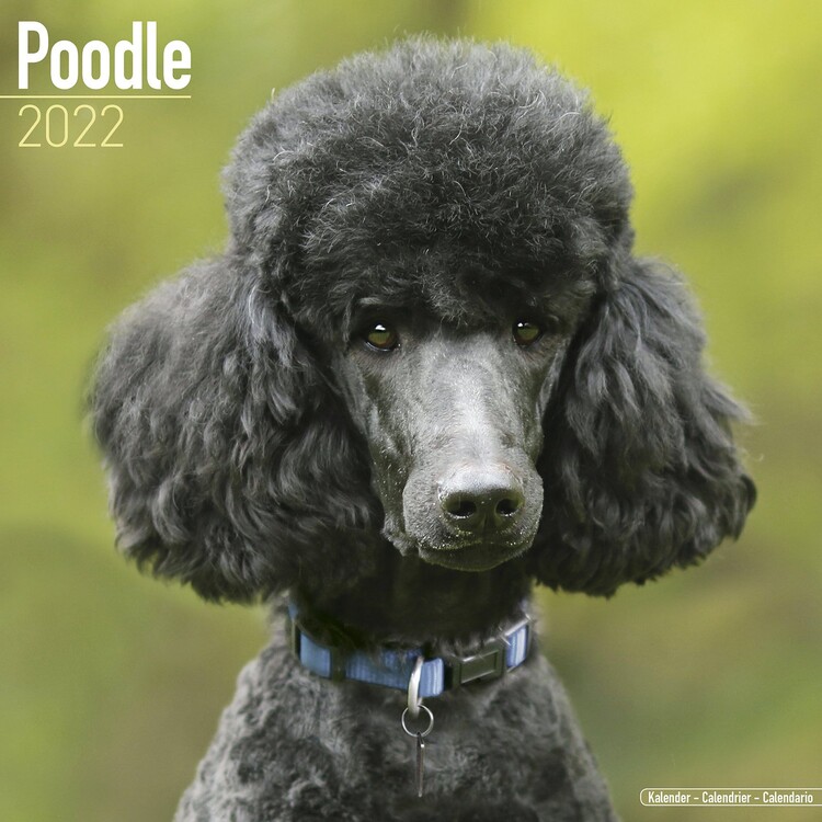 Naptár 2027 Poodle