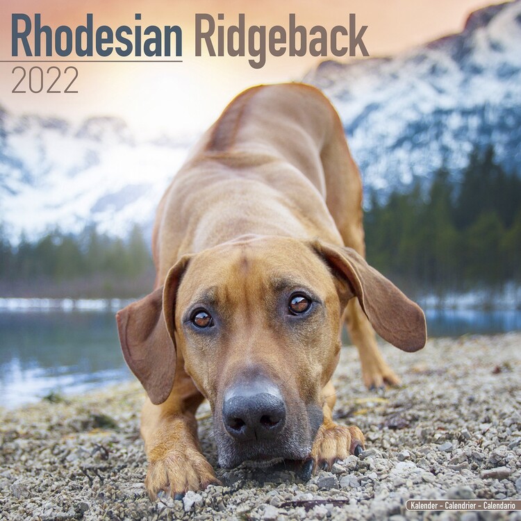 Calendrier 2027 Rhodesian Ridgeback