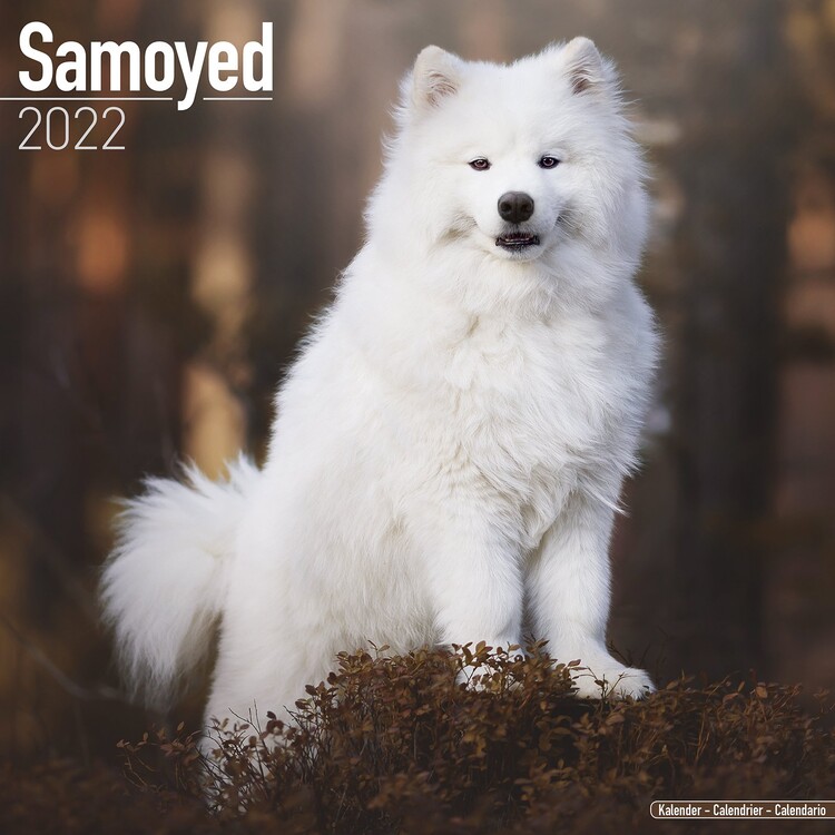 Naptár 2027 Samoyed