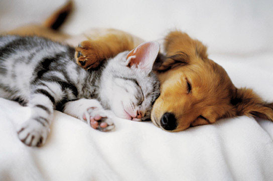 Poster Cuddles