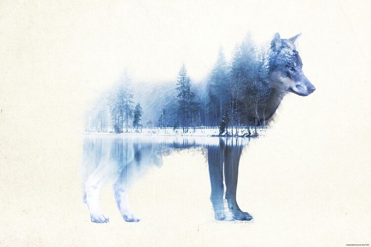 Plakát, Obraz - Forest Wolf, (91.5 x 61 cm)