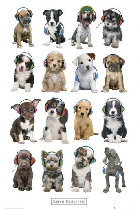 Poster K. Kimberlin - puppies headphon