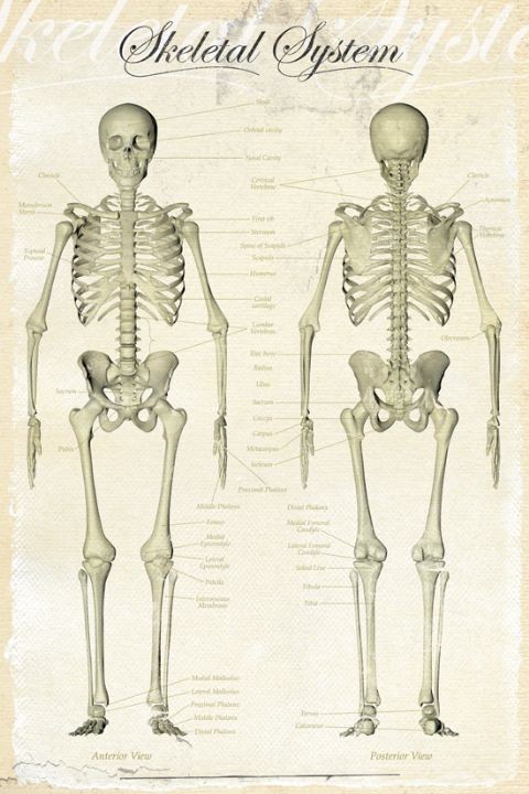 Poster Skeletal system
