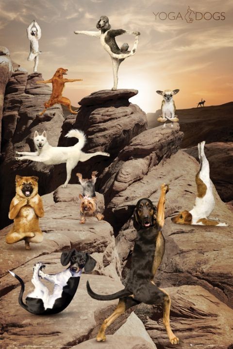 Poster Yoga dogs - canyon