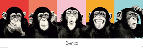 Poster The Chimp - pop