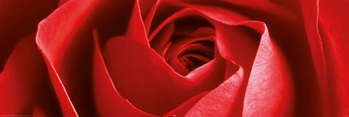 Poster Red rose