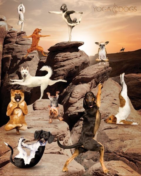 Poster Yoga Dogs - canyon
