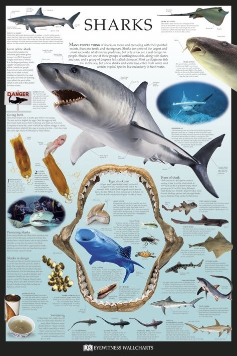 Poster Sharks