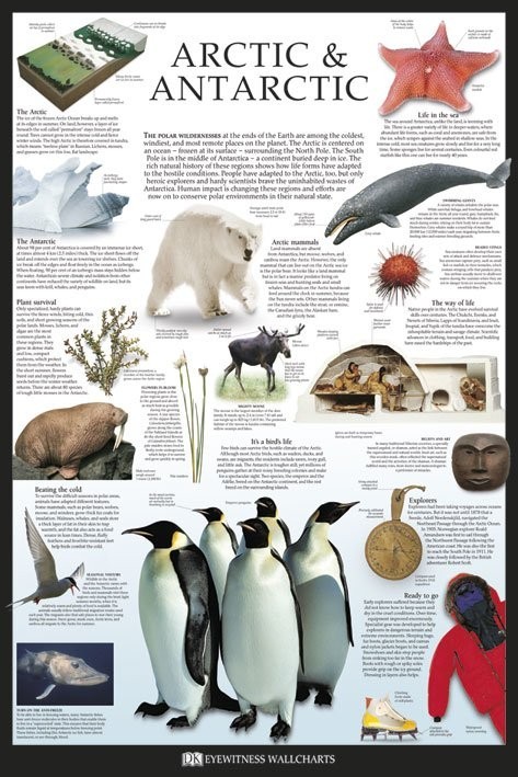 Poster Artic & Antarctic