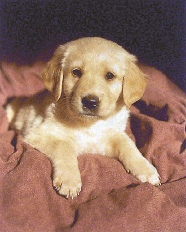 Poster Puppy